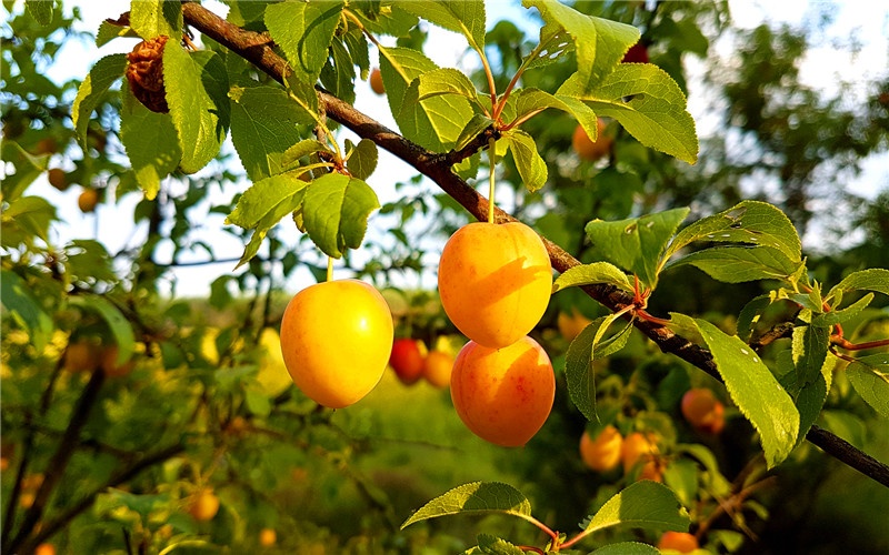 农村有10亩土地，不打算种粮食了，种植什么果树有前景？